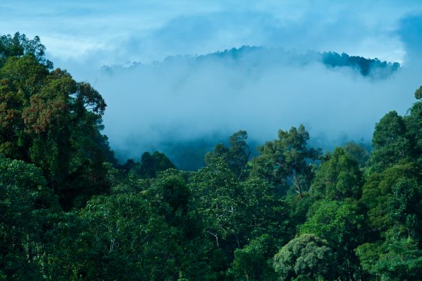 Die Gesamtfläche von Malaysia ist zu 55 Prozent mit Regenwald bedeckt. (Bild: Herbert Kronauer)
